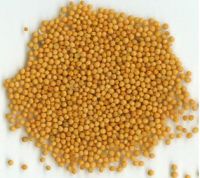 Quality Black And Yellow Mustered Seeds