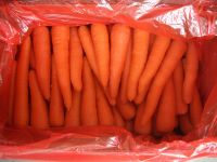 Premium fresh organic carrots