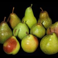 Fresh Pear Juicy 100 Quality