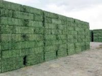 High Quality Alfalfa Hay For Animal feeding stuff Alfalfa / alfalfa hay / alfalfa hay READY NOW