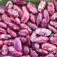 Purple speckled Kidney Bean