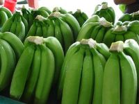 Organic Natural Green Cavendish Banana