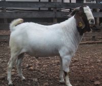 100% Full Blood Boer Goats, Live Sheep, Cattle, Lambs Ready for Export