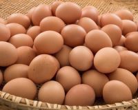 Fresh Chicken Brown & White Table Eggs in Bulk