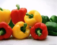 Fresh Red, Yellow and Red Capsicum