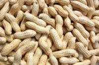 Fresh Peanuts