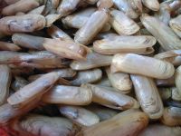 FROZEN RAZOR CLAM