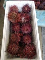 Pacific Red Sea Urchin Live