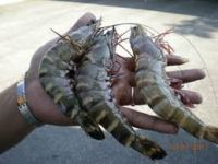 FROZEN BROWN TIGER PRAWN