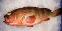 frozen fresh red grouper(Reef Cod) fish