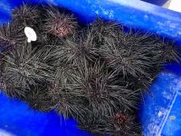 Live-Sea-Urchin