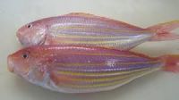 Japanese Thread Fin Rani fish
