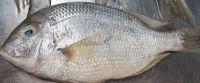 Frozen White Snapper