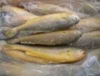 Good quality Frozen Yellow Croaker Fish
