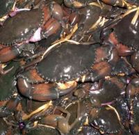 Live Mud Crab