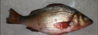 White Perch