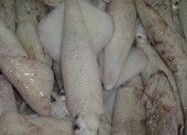 Loligo Squid