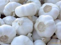 Normal white garlic