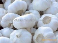 pure white garlic