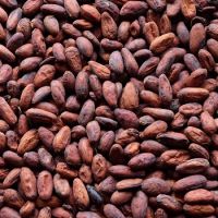 High Grade Dried Raw Cocoa Bean  2018 New