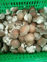 Sell Organic Shiitake Mushroom