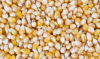 Top Organic Popcorn Kernels