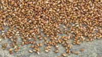 Premium Grade Fonio Grains