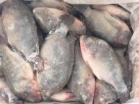 High Quality Seafood Product Red and Black Frozen Tilapia