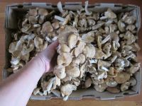 frozen wild mushrooms