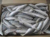 horse mackerel frozen fish