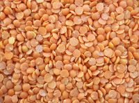 PULSES / LENTILS