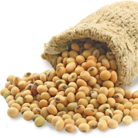 Top quality yellow soyabean Non-Gmo soyabeans for sale