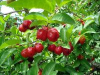 Acerola extract, Cherry Extract