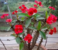 Puntathorn Flower Extract