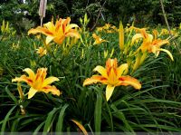 Daylily Extract