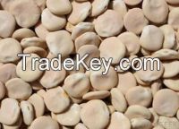 Lupine beans for sale