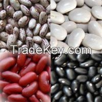 Dried Light Red Kidney/ Black / White Kidney Bean wholesale price