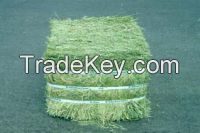 Alfalfa Hay Single And Double Pressed bales
