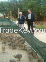 Ostrich Chicks And Ostrich Fertilized Hatching Eggs