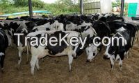 Holstein Heifers 3-8 month, pregnant Cows and Boer Goats