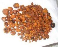 OX GALLSTONES