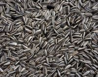 SUNFLOWER SEEDS, raw, shelled wholesale