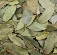 BAY LEAF