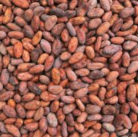 CACAO BEANS