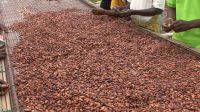 100% pure cacao beans extract, 100% natural cocao powder