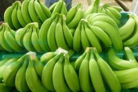 Fresh Green cavandish banana new crop very High grade bananas