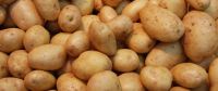 fresh irish potatoes for good price