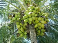 Young fresh coconut for sale