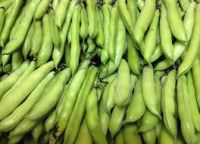 Good quality frozen baby broad beans