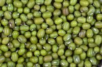 New Crop Common Cultivation Sprouting Green Mung Beans